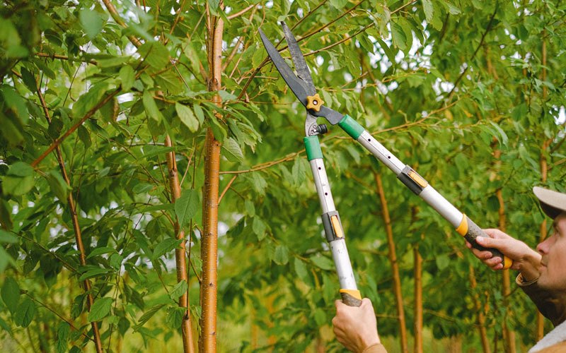 Tree trimming in Anmoore, WV