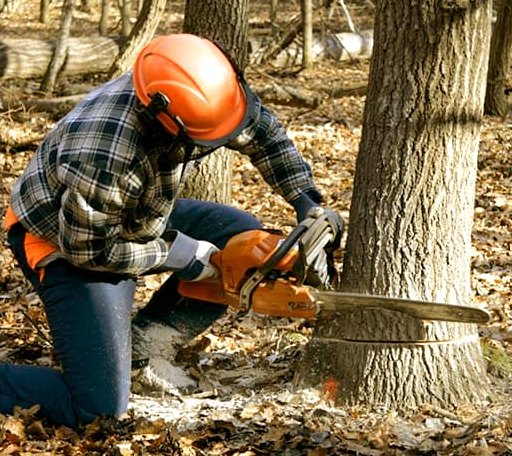 Tree Removal in Anmoore, WV